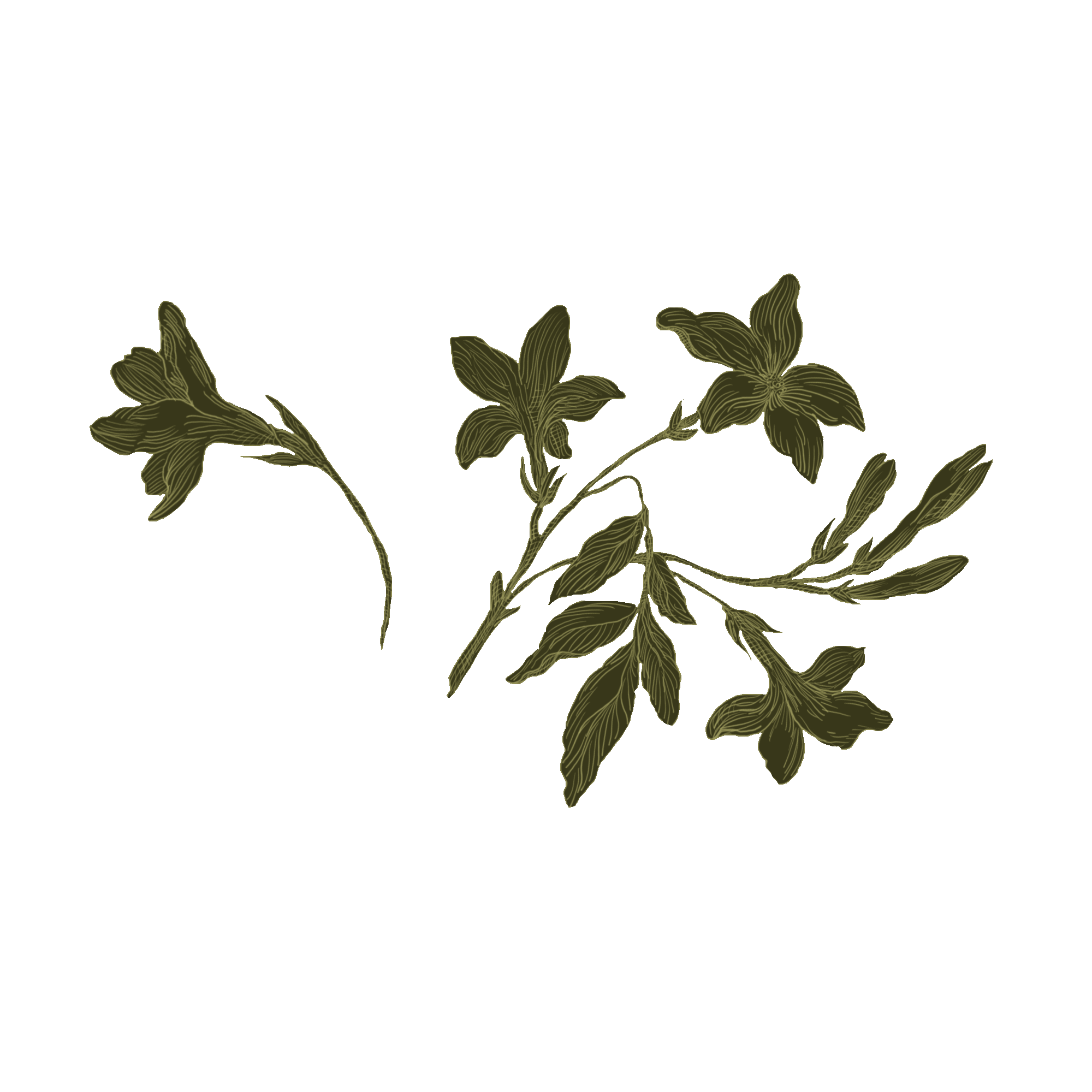 Sixpence Exterior Drawing